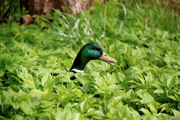Animales felices - Sputnik Mundo