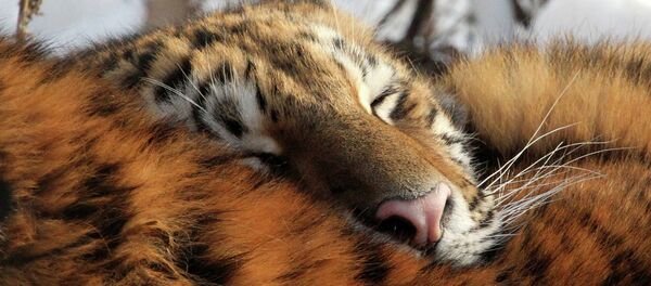 Una de las tigresas que liberó Putin se asienta en el parque natural de la región del Amur - Sputnik Mundo