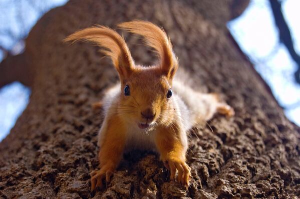 Animales felices - Sputnik Mundo