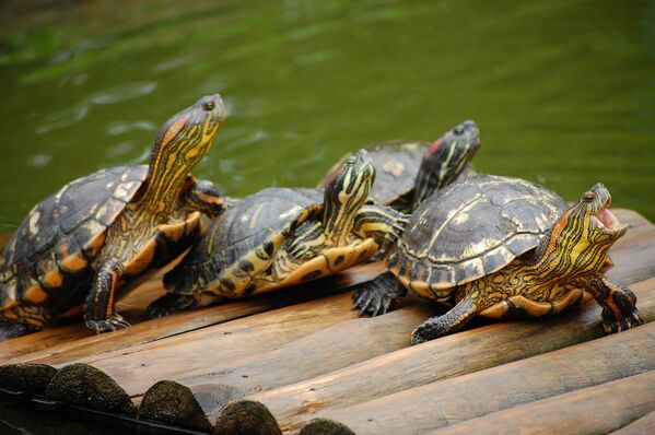 Animales felices - Sputnik Mundo