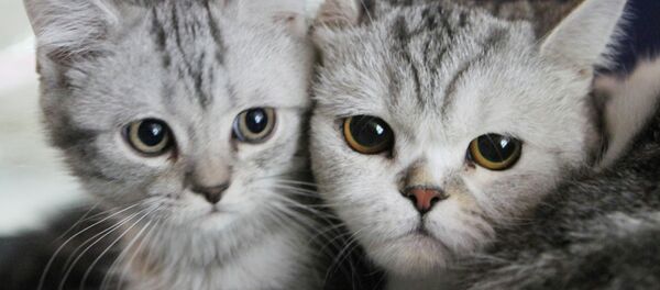 Parlamentarios rusos proponen multar por llamados a maltrato de animales - Sputnik Mundo