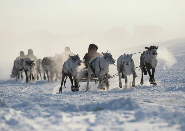 Праздник День оленевода в Салехарде - Sputnik Mundo