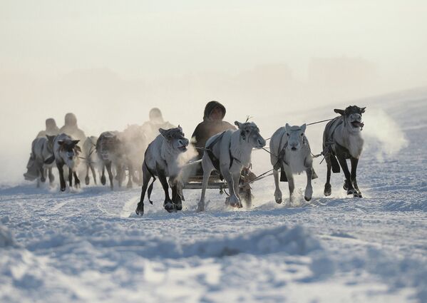 Día del Criador de Renos en Salejard Día del Criador de Renos en Salejard - Sputnik Mundo