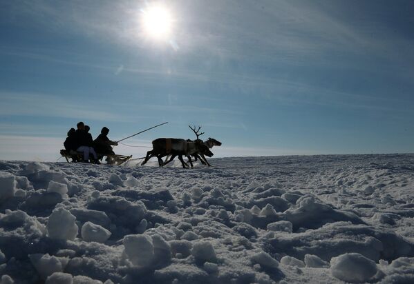 Día del Criador de Renos en Salejard Día del Criador de Renos en Salejard - Sputnik Mundo