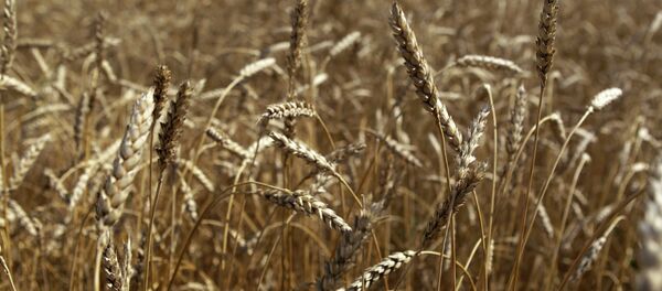 Trigo - Sputnik Mundo