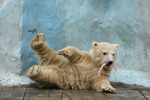 La osa polar Guerda y su pequeña Shilka - Sputnik Mundo