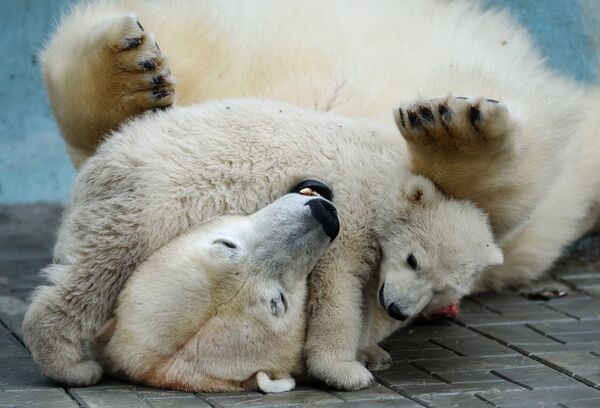 La osa polar Guerda y su pequeña Shilka - Sputnik Mundo