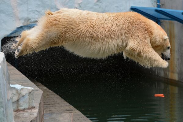 La osa polar Guerda y su pequeña Shilka - Sputnik Mundo