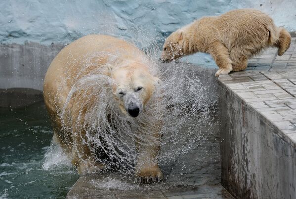 La osa polar Guerda y su pequeña Shilka - Sputnik Mundo