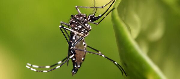 Aedes aegypti - Sputnik Mundo