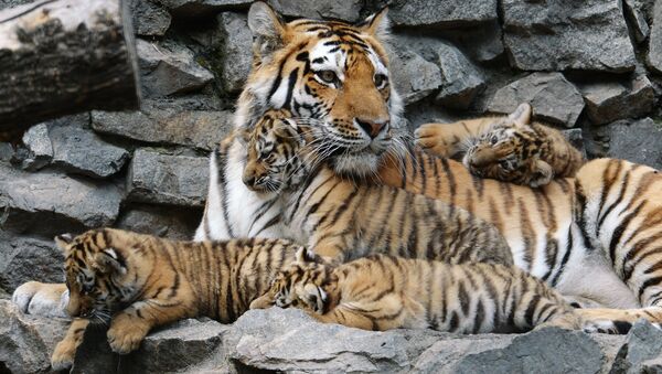 Tigres del Amur Tigres del Amur - Sputnik Mundo