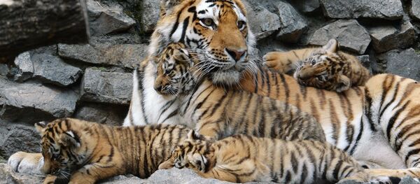 Tigres del Amur - Sputnik Mundo