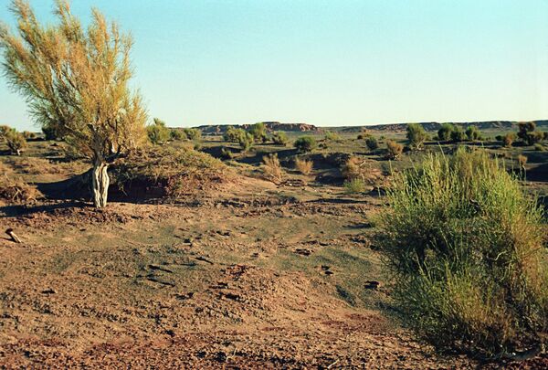 Desierto de Gobi - Sputnik Mundo