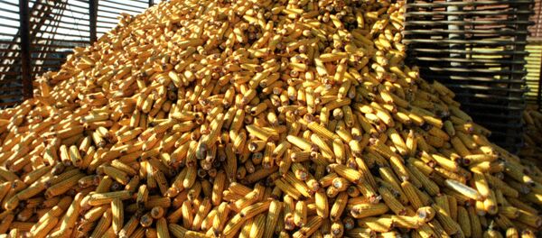 Cosecha de maíz Cosecha de maíz - Sputnik Mundo