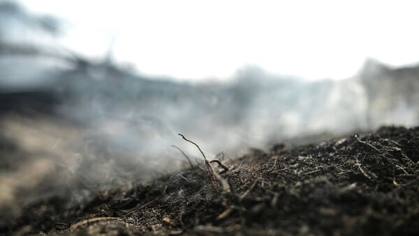 Incendio forestal (Archivo) Incendio forestal (Archivo) - Sputnik Mundo