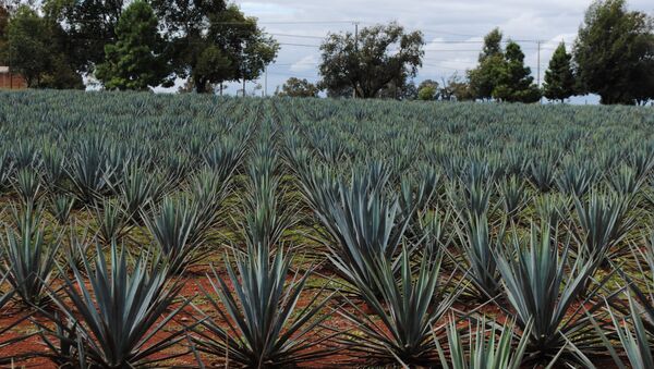 Tequila: disfrutar del corazón del agave azul Tequila: disfrutar del corazón del agave azul - Sputnik Mundo