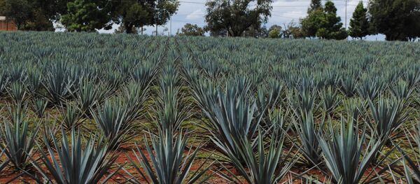 Tequila: disfrutar del corazón del agave azul - Sputnik Mundo