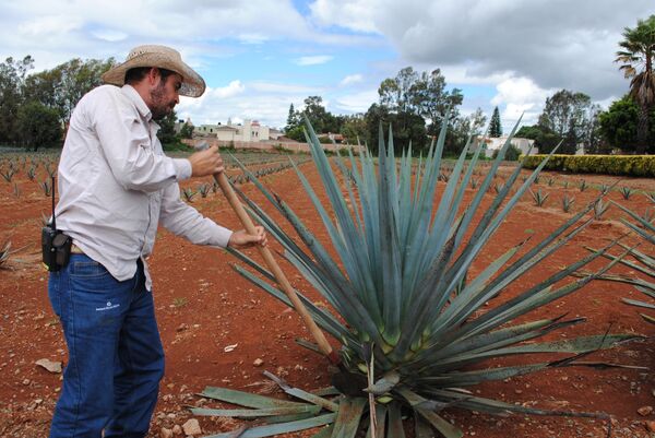 Los asombrosos beneficios del tequila para la salud Los asombrosos beneficios del tequila para la salud - Sputnik Mundo