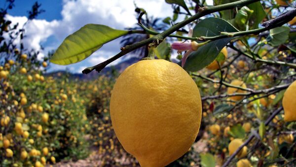 España quiere proteger los productos agrícolas mientras siga el veto ruso - Sputnik Mundo