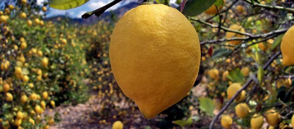 España quiere proteger los productos agrícolas mientras siga el veto ruso España quiere proteger los productos agrícolas mientras siga el veto ruso - Sputnik Mundo