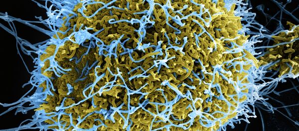 Ebola Virus Particles (imagen referencial) - Sputnik Mundo