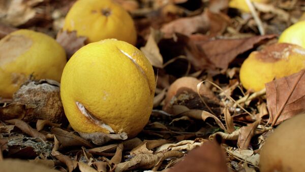 Las ayudas para compensar el veto ruso son insuficientes, denuncia un experto español - Sputnik Mundo