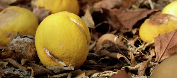 Las ayudas para compensar el veto ruso son insuficientes, denuncia un experto español Las ayudas para compensar el veto ruso son insuficientes, denuncia un experto español - Sputnik Mundo