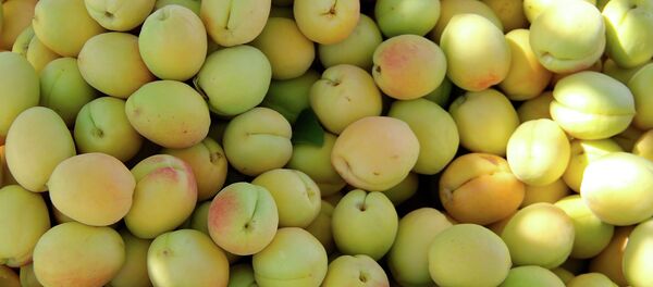 La adhesión de Armenia a la Unión Euroasiática contribuirá al desarrollo agrícola del país - Sputnik Mundo