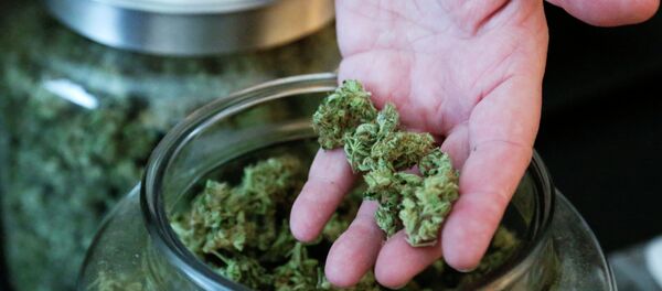 Marihuana - Sputnik Mundo