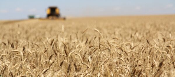 Cosecha de trigo en Rusia (archivo) - Sputnik Mundo