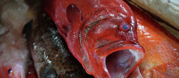 Рыба - Sputnik Mundo