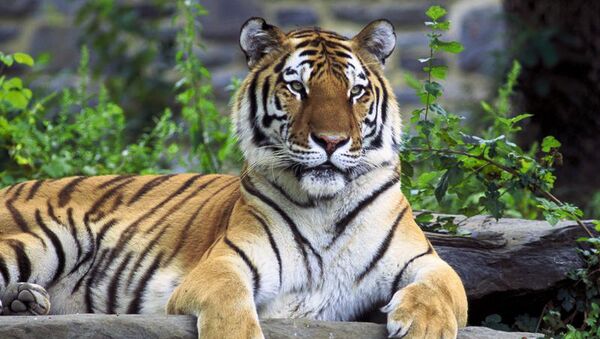 Un tigre de Amur emigra de Rusia a China - Sputnik Mundo