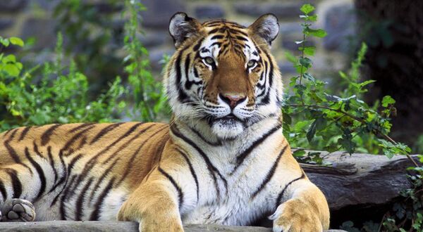 Un tigre de Amur emigra de Rusia a China - Sputnik Mundo
