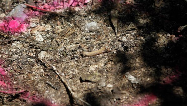 México envía restos humanos a Austria para su identificación - Sputnik Mundo