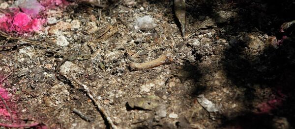 México envía restos humanos a Austria para su identificación México envía restos humanos a Austria para su identificación - Sputnik Mundo