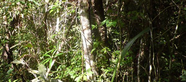 La deforestación del Amazonas aumentó un 467% en octubre - Sputnik Mundo