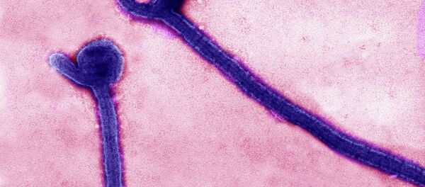 Virus del ébola - Sputnik Mundo