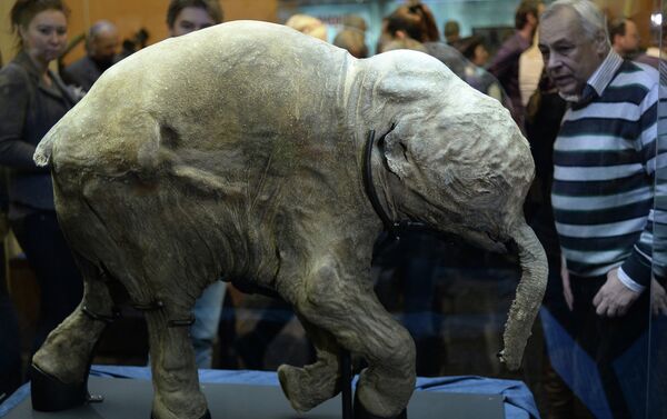 Mamut en un museo - Sputnik Mundo