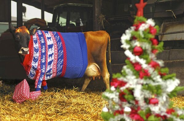 Bulldog en motocicleta, una vaca extravagante y otras noticias del mundo animal - Sputnik Mundo