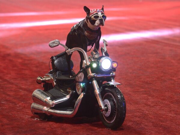 Bulldog en motocicleta, una vaca extravagante y otras noticias del mundo animal - Sputnik Mundo
