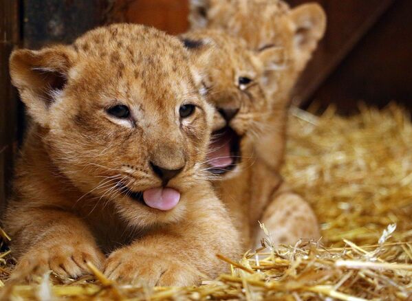 Bulldog en motocicleta, una vaca extravagante y otras noticias del mundo animal - Sputnik Mundo