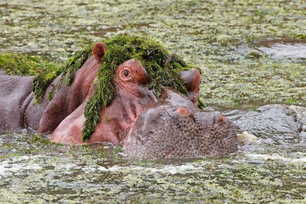 Bulldog en motocicleta, una vaca extravagante y otras noticias del mundo animal - Sputnik Mundo