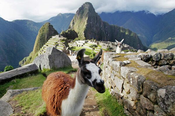 Bulldog en motocicleta, una vaca extravagante y otras noticias del mundo animal - Sputnik Mundo