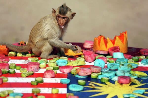 Bulldog en motocicleta, una vaca extravagante y otras noticias del mundo animal - Sputnik Mundo