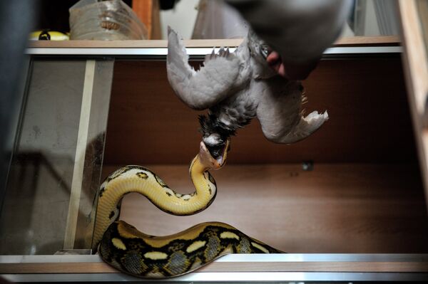 Bulldog en motocicleta, una vaca extravagante y otras noticias del mundo animal - Sputnik Mundo