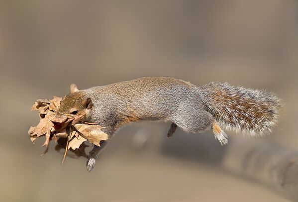 Bulldog en motocicleta, una vaca extravagante y otras noticias del mundo animal - Sputnik Mundo