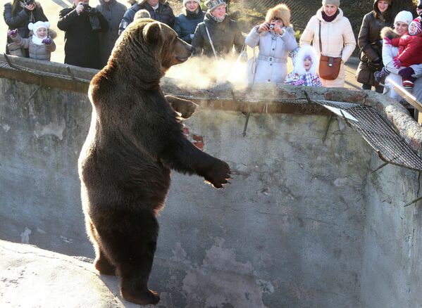 Bulldog en motocicleta, una vaca extravagante y otras noticias del mundo animal - Sputnik Mundo