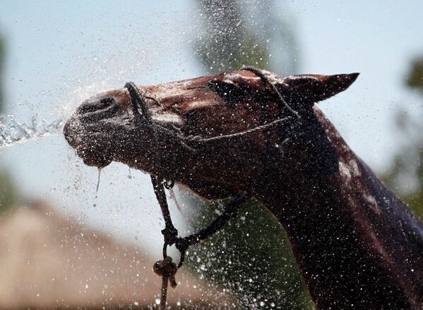 Bulldog en motocicleta, una vaca extravagante y otras noticias del mundo animal - Sputnik Mundo