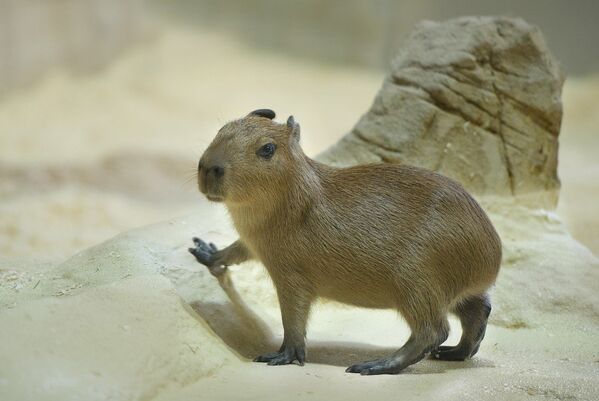 Bulldog en motocicleta, una vaca extravagante y otras noticias del mundo animal - Sputnik Mundo