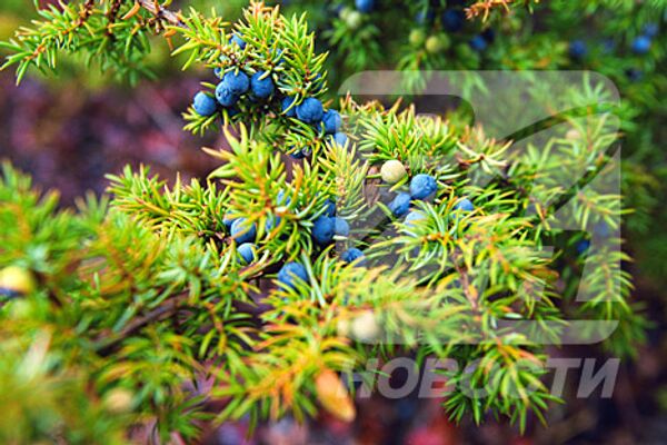 RIA Novosti - Sputnik Mundo